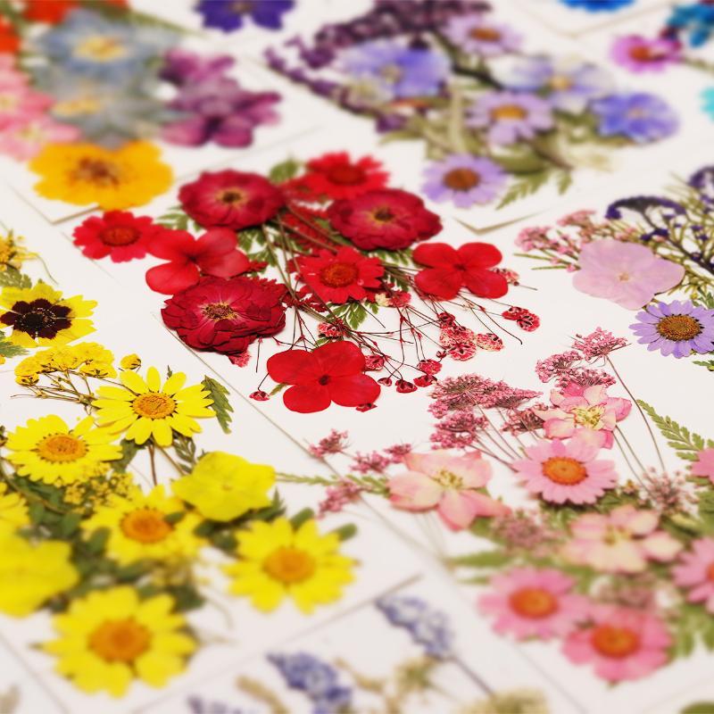 Echte natuurlijke gedroogde pl - Resin Craft Ideas recensie en prijs
